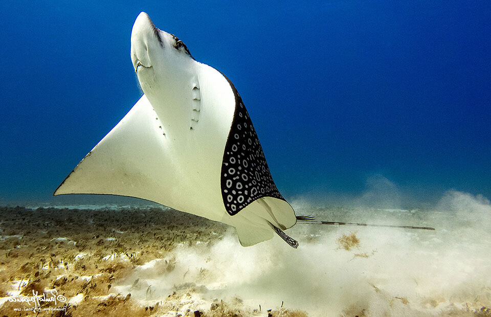 We-Feature---Eagle-Ray.jpg