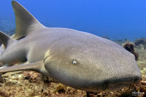 nurse-shark-2-Cedral-6-April-2017.jpg