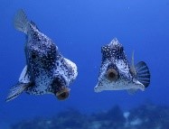 trunkfish.jpg